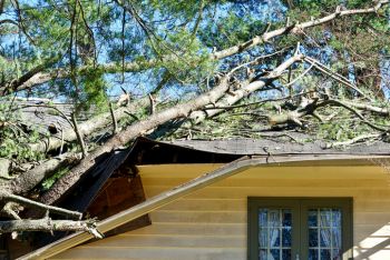 Vinings, Georgia Fallen Tree Damage Restoration by MRS Restoration
