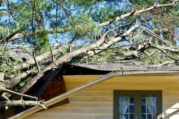 Fallen Tree Damage Restoration by MRS Restoration